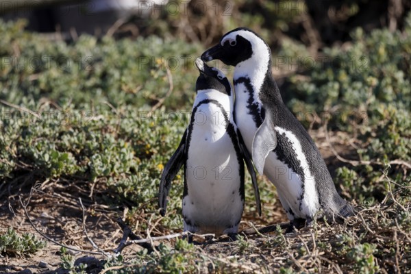 African penguin (Spheniscus demersus), adult, pair, on the beach, courtship, Betty's Bay, Stony Point Nature Reserve, Western Cape, South Africa, Africa, Germany