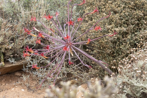 Brunsvigia josephinae, Josephine's lily, candelabra lily, blooming, flower, bulb plant, Karoo Desert Botanical Garden, Worcester, Western Cape, South Africa, Germany
