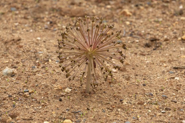 Brunsvigia Josephinae, Josephine's Lily, Candelabra Lily, Faded, Onion Plant, Karoo Desert Botanical Garden, Worcester, Western Cape, South Africa, Germany