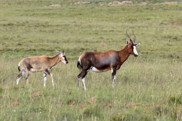 Bontebok (Damaliscus pygargus), adult, juvenile, Mountain Zebra NP, Eastern Cape, South Africa, Africa, Germany
