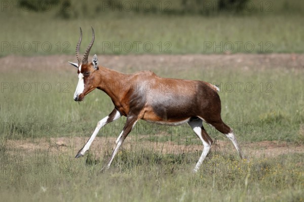 Buntbock (Damaliscus pygargus), adult, running, Mountain Zebra NP, Eastern Cape, South Africa, Africa, Germany