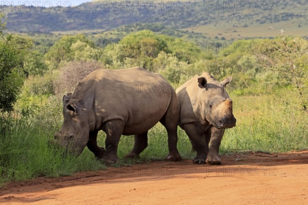White rhino (Ceratotherium simum), white rhino, adult, two rhinos, foraging, dehorned, horn removed, Pilanesberg National Park, North West Province, South Africa, Africa, Germany