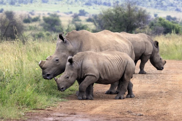 White rhino (Ceratotherium simum), white rhino, adult, juvenile, foraging, group, dehorned, Pilanesberg National Park, North West Province, South Africa, Africa, Germany