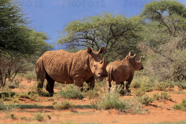 White rhino (Ceratotherium simum), white rhino, adult, female, mother, young animal, foraging, Pilanesberg National Park, North West Province, South Africa, Africa, Germany
