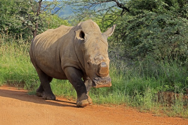 White rhinoceros (Ceratotherium simum), white rhinoceros, adult, running, on track, foraging, dehorned, horn removed, Pilanesberg National Park, North West Province, South Africa, Africa, Germany