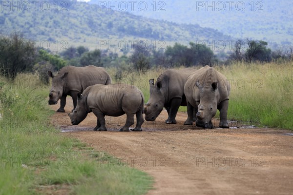 White rhino (Ceratotherium simum), white rhino, adult, group, on track, foraging, dehorned, horn removed, Pilanesberg National Park, North West Province, South Africa, Africa, Germany
