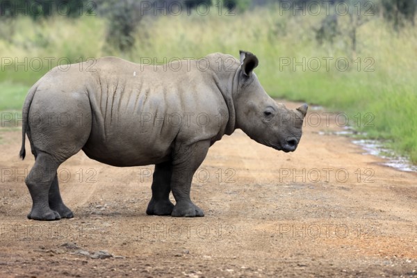 White rhinoceros (Ceratotherium simum), white rhinoceros, young animal, on track, foraging, Pilanesberg National Park, North West Province, South Africa, Africa, Germany