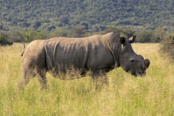 White rhino (Ceratotherium simum), white rhino, adult, foraging, dehorned, horn removed, Pilanesberg National Park, North West Province, South Africa, Africa, Germany