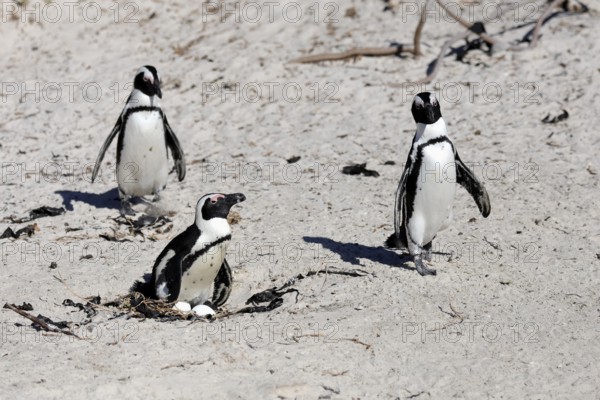 African penguin (Spheniscus demersus), adult, at the nest, clutch, eggs, breeding, beach, Boulders Beach, Simonstown, Western Cape, South Africa, Africa, Germany