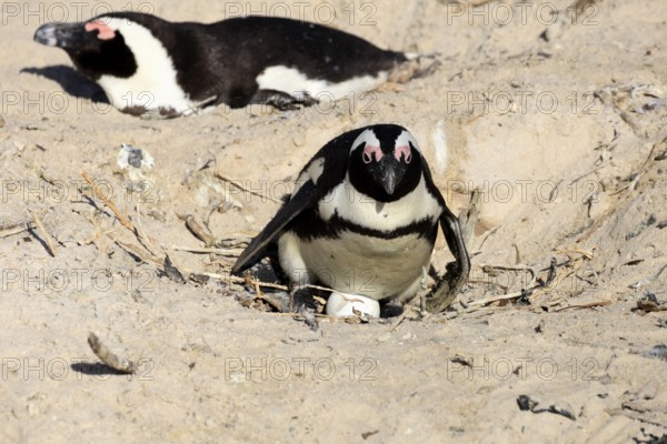 African penguin (Spheniscus demersus), adult, at the nest, clutch, eggs, incubating, Boulders Beach, Simonstown, Western Cape, South Africa, Africa, Germany