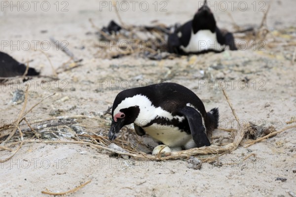 African penguin (Spheniscus demersus), adult, at nest, clutch, egg, incubating, breeding colony, Boulders Beach, Simonstown, Western Cape, South Africa, Africa, Germany