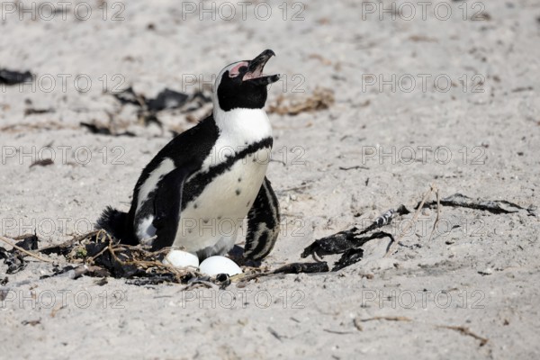 African penguin (Spheniscus demersus), adult, at nest, clutch, eggs, incubating, calling, Boulders Beach, Simonstown, Western Cape, South Africa, Africa, Germany
