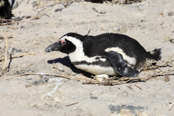 African penguin (Spheniscus demersus), adult, at the nest, clutch, egg, incubating, Boulders Beach, Simonstown, Western Cape, South Africa, Africa, Germany