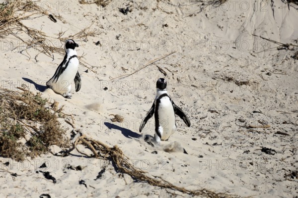 African penguin (Spheniscus demersus), adult, pair, on the beach, walking, Boulders Beach, Simonstown, Western Cape, South Africa, Africa, Germany