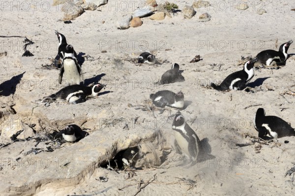 African penguin (Spheniscus demersus), adult, breeding colony, on nest, breeding, beach, Boulders Beach, Simonstown, Western Cape, South Africa, Africa, Germany
