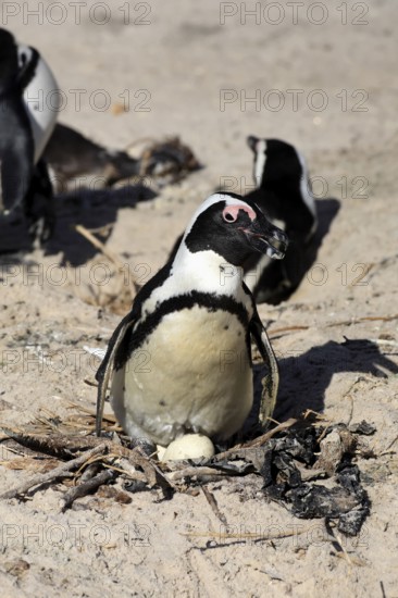 African penguin (Spheniscus demersus), adult, at nest, clutch, egg, incubating, breeding colony, Boulders Beach, Simonstown, Western Cape, South Africa, Africa, Germany