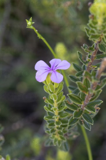 Acmadenia mundiana, blossoms, blooming, shrub, Kirstenbosch Botanic Garden, Cape Town, South Africa, Germany
