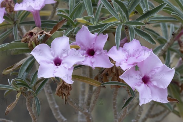 Adenium oleifolium, desert rose, flowers, blooming, semi-succulent, shrub, Kirstenbosch Botanic Garden, Cape Town, South Africa, Germany