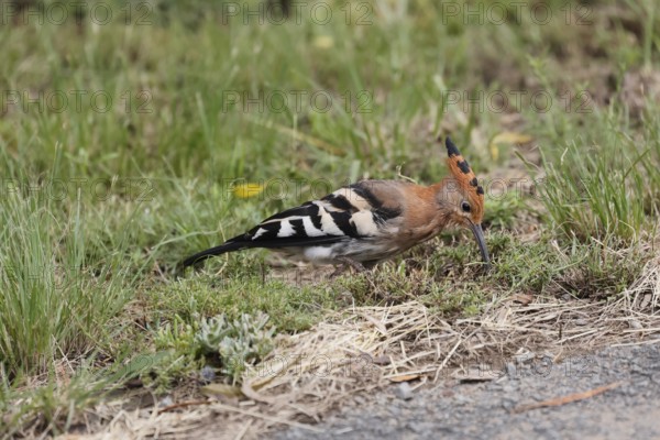 African hoopoe (Upupa africana), adult, alert, on ground, foraging, Mountain Zebra NP, Eastern Cape, South Africa, Africa, Germany