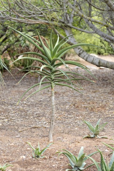 Aloe barberae, young plant, affodill plant, Karoo Desert Botanical Garden, Worcester, Western Cape, South Africa, Germany