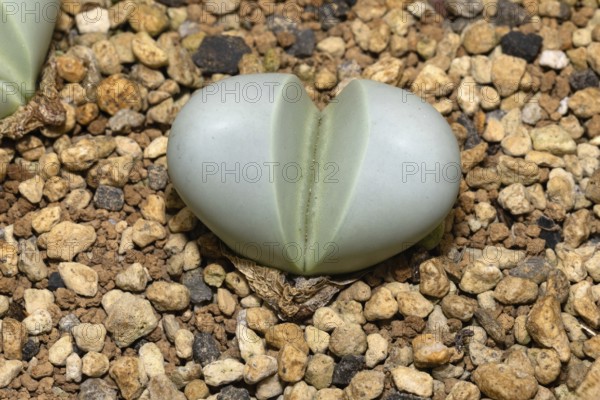 Argyroderma pearsonii, living stones, succulent, a plant, Stellenbosch Botanical Garden, Western Cape, South Africa, Germany