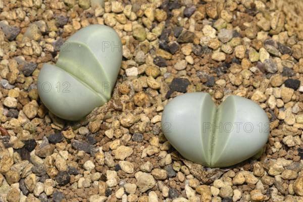 Argyroderma pearsonii, living stones, succulent, two plants, Stellenbosch Botanical Garden, Western Cape, South Africa, Germany