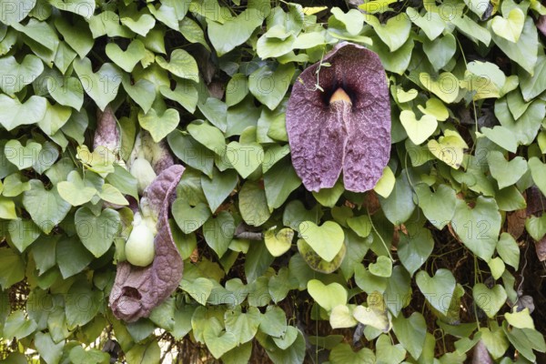 Aristolochia gigantea, giant pelican flower, pipe flower, blossom, blooming, leaves, Stellenbosch Botanical Garden, Western Cape, South Africa, Germany