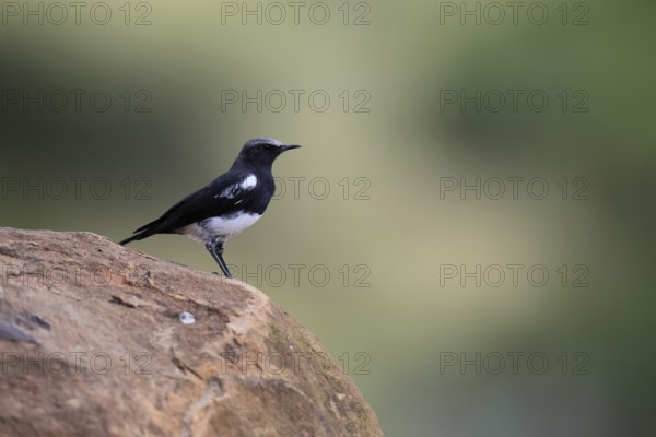 Mountain Wheatear (Myrmecocichla monticola), adult, male, on rocks, foraging, alert, Mountain Zebra National Park, Eastern Cape, South Africa, Africa, Germany
