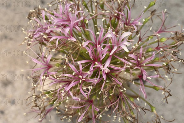 Boophone haemanthoides, blossom, bulb plant, Karoo Desert Botanic Garden, Worcester, Western Cape, South Africa, Germany