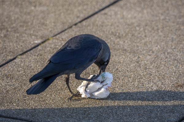 Jackdaw, Corvus Monedula, at Amsterdam Schiphol Airport, AMS, visitor terrace, panoramic terrace, watched a person eat something and threw the rest into a trash can, the jackdaw pulls out the paper bag and searches for leftover food, intelligent bird, Netherlands