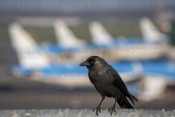 Jackdaw, Corvus Monedula, at Amsterdam Schiphol Airport, AMS, Visitor Terrace, Panorama Terrace, waiting for food from visitors, Netherlands