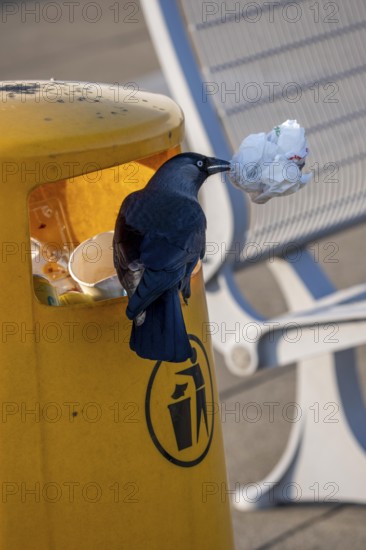 Jackdaw, Corvus Monedula, at Amsterdam Schiphol Airport, AMS, visitor terrace, panoramic terrace, watched a person eat something and threw the rest into a trash can, the jackdaw pulls out the paper bag and searches for leftover food, intelligent bird, Netherlands