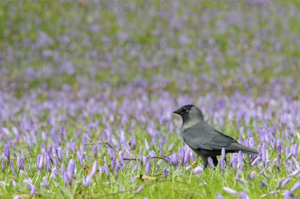 Jackdaw (Corvus monedula) among crocuses (Crocus napolitanus) in Husum Castle Park, Schleswig-Holstein, Germany