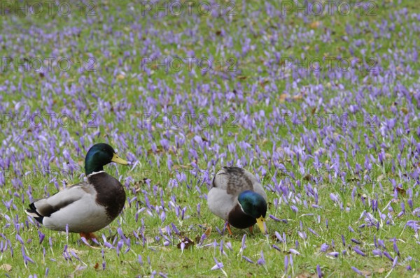 Mallard ducks (Anas platyrhynchos) among crocuses (Crocus napolitanus), Husum Castle Park, Schleswig-Holstein, Germany