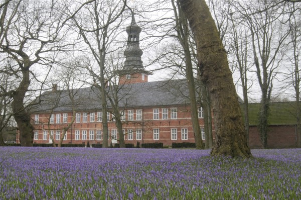 Crocus flower (Crocus napolitanus) in Husum Castle Park, Schleswig-Holstein, Germany