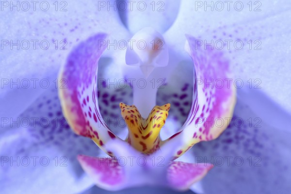 Macro photograph of the flower of an orchid (Orchidaceae), Germany