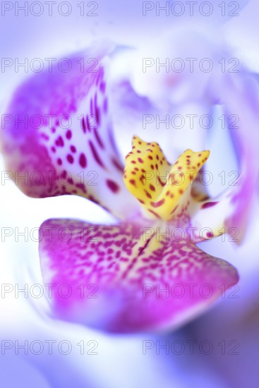 Macro image of the flower of an orchid, Germany