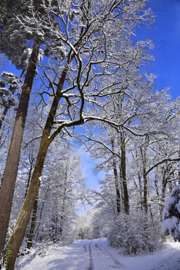 Winter heathland in the Augsburg nature park Park Western Forests near Augsburg, Swabia, Bavaria, Germany