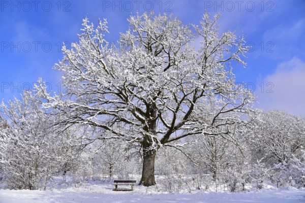 Winter heathland in the Augsburg nature park Park Western Forests near Augsburg, Swabia, Bavaria, Germany