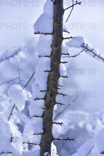 Snow-covered branch of a hawthorn (Crataegus), Bavaria, Germany