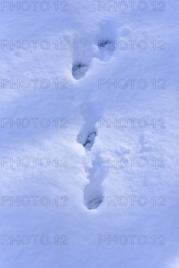 Traces of a brown hare in deep snow, Bavaria, Germany