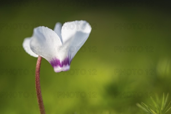 Early spring cyclamen (Cyclamen coum), Emsland, Lower Saxony, Germany