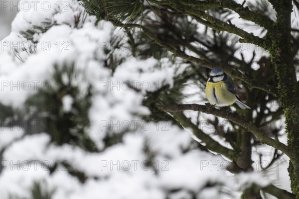 Blue tit (Parus caerulea), Emsland, Lower Saxony, Germany