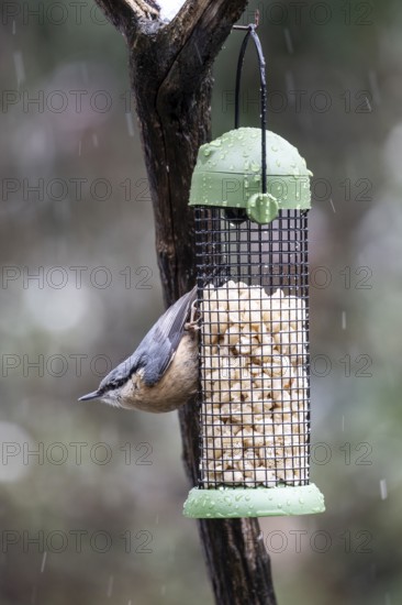 Nuthatch (Sitta europaea) at the feeder, Emsland, Lower Saxony, Germany
