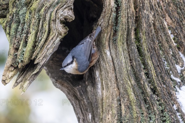 Nuthatch (Sitta europaea), Emsland, Lower Saxony, Germany