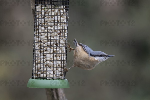 Nuthatch (Sitta europaea) at the feeder, Emsland, Lower Saxony, Germany