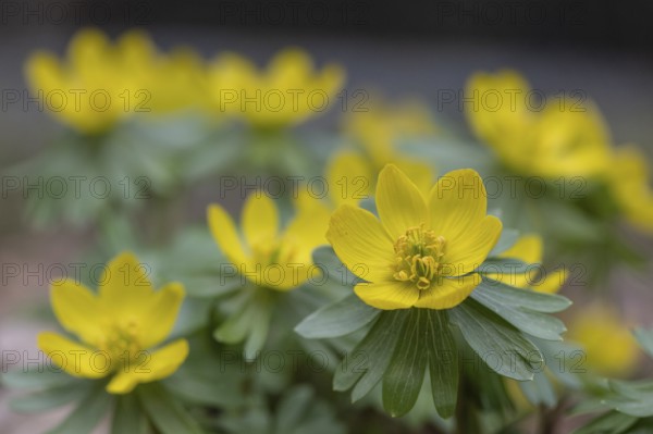 Winter aconite (Eranthis hyemalis), Emsland, Lower Saxony, Germany
