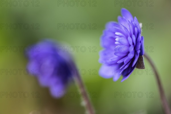 Liverwort (Hepatica nobilis Plena) in full bloom, Emsland, Lower Saxony, Germany