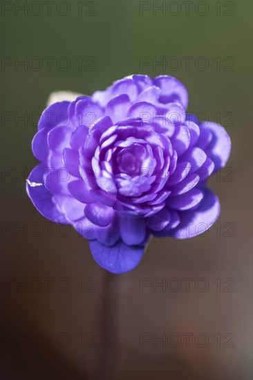 Liverwort (Hepatica nobilis Plena) in full bloom, Emsland, Lower Saxony, Germany
