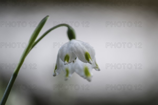 Spring snowflake (Leucojum vernum), Emsland, Lower Saxony, Germany